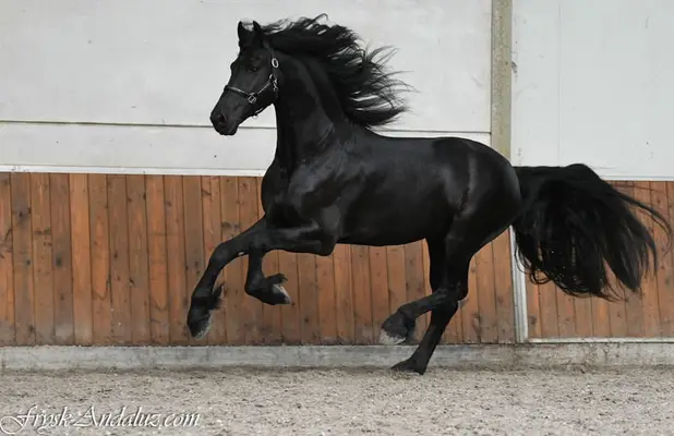 Friesian Stallion Wodka