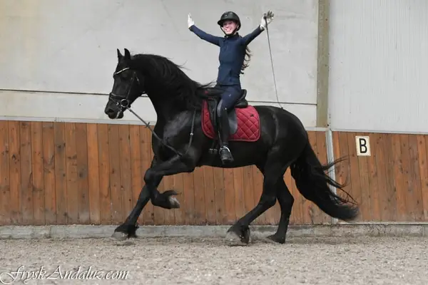 Friesian Stallion Wodka