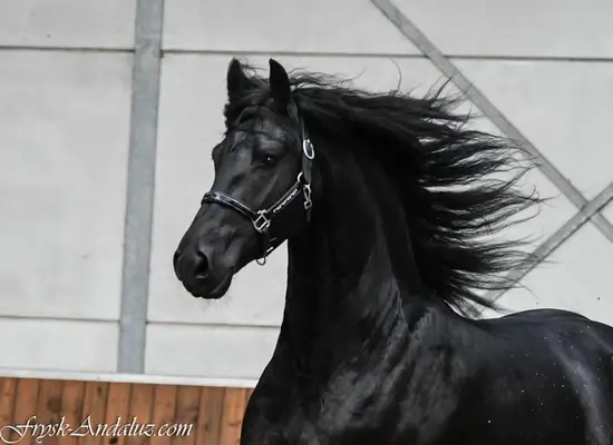 Friesian Stallion Wodka