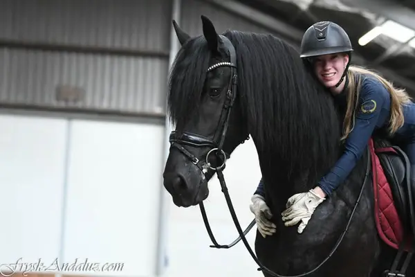 Friesian Stallion Wodka