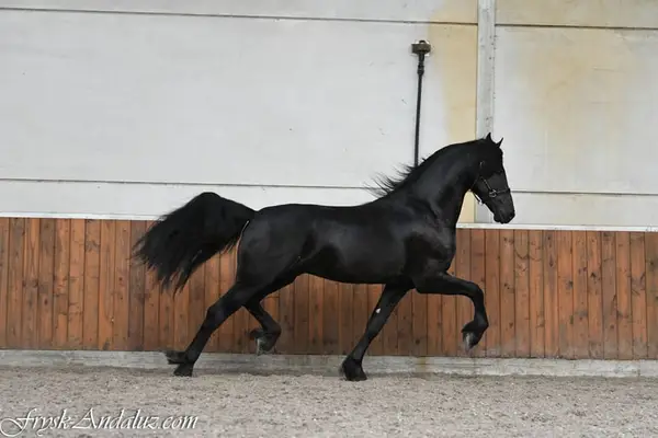 Friesian Stallion Wodka