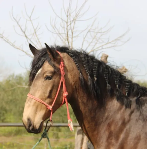 Grossrahmiger Hengst in Sonderfarbe