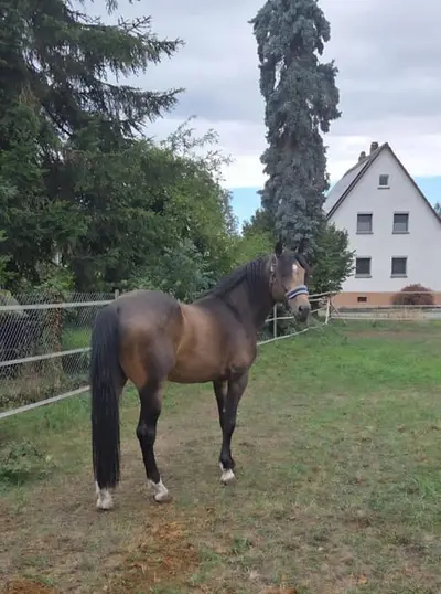 Grossrahmiger Hengst in Sonderfarbe