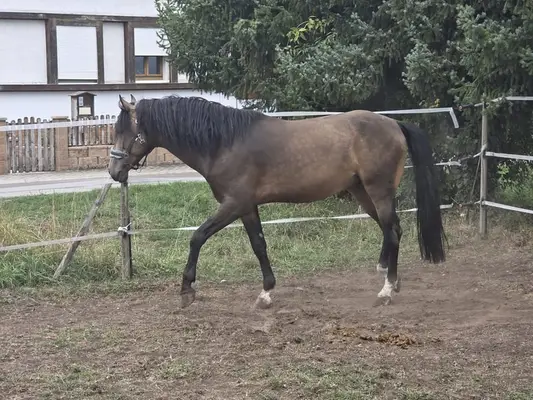 Grossrahmiger Hengst in Sonderfarbe