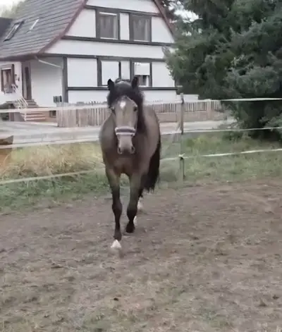 Grossrahmiger Hengst in Sonderfarbe