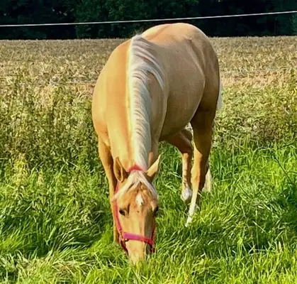 Beau hongre Quarter Horse palomino