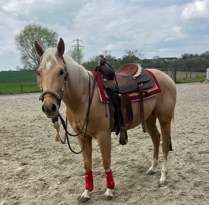 Schöner Palomino Quarter Horse Wallach