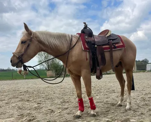 Schöner Palomino Quarter Horse Wallach