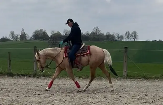Schöner Palomino Quarter Horse Wallach