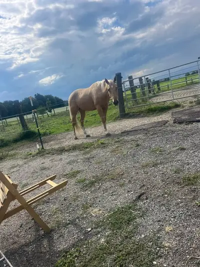 Schöner Palomino Quarter Horse Wallach