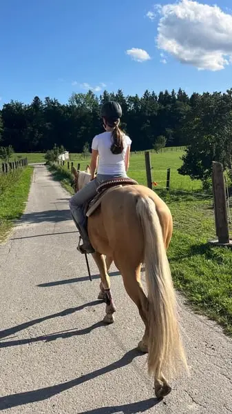 Schöner Palomino Quarter Horse Wallach