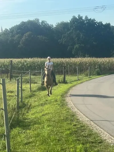 Schöner Palomino Quarter Horse Wallach