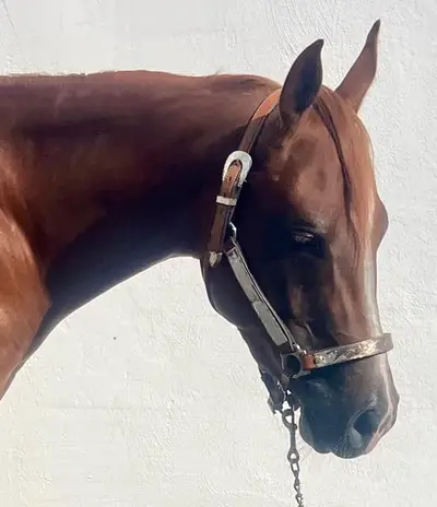 Beau hongre Quarter Horse