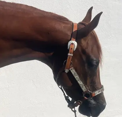 Schöner Quarter Horse Wallach