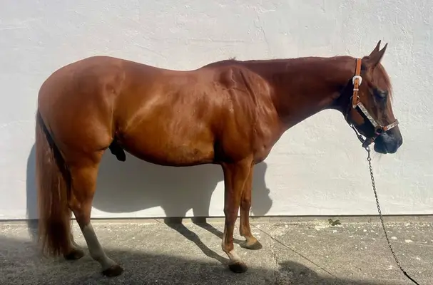Schöner Quarter Horse Wallach