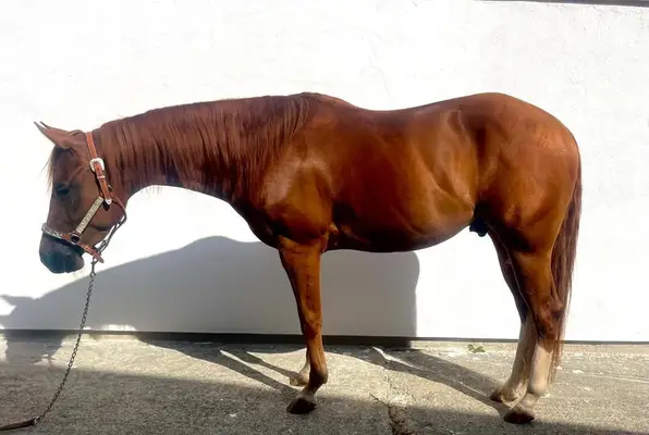 Schöner Quarter Horse Wallach
