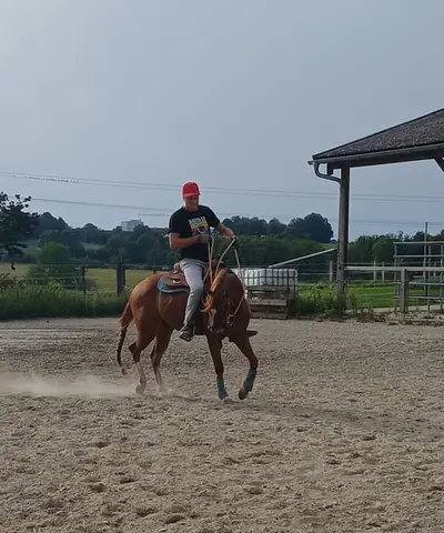 Schöner Quarter Horse Wallach