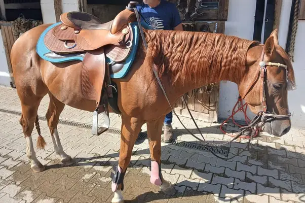 Schöner Quarter Horse Wallach