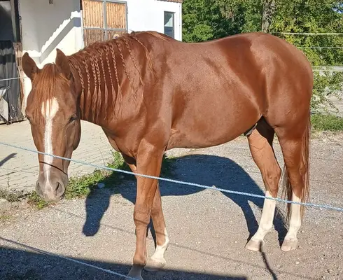 Schöner Quarter Horse Wallach