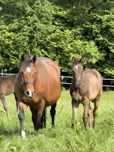 Super interessantes Stutfohlen mit top GGA
