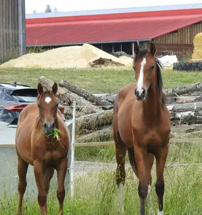 Toller Youngster, Nachwuchspferd