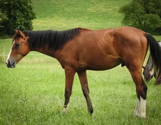 Toller Youngster, Nachwuchspferd