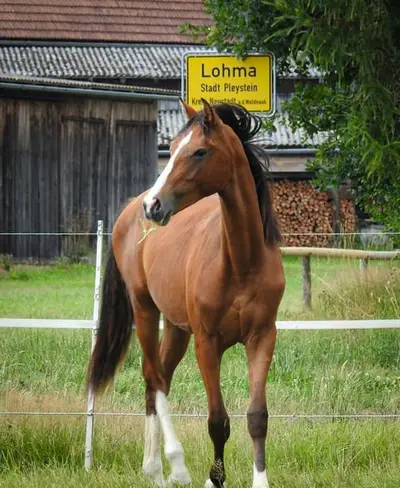 Toller Youngster, Nachwuchspferd
