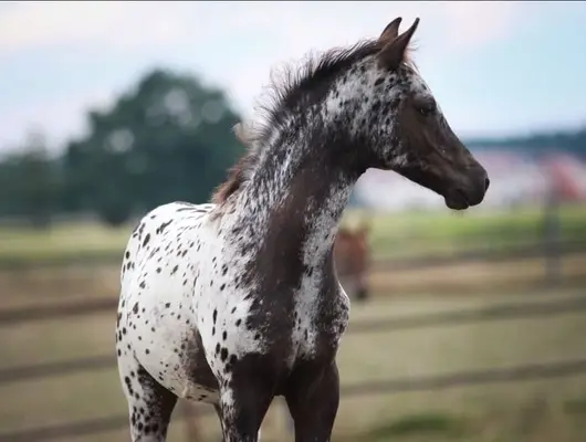 Tolles Araloosa Fohlen