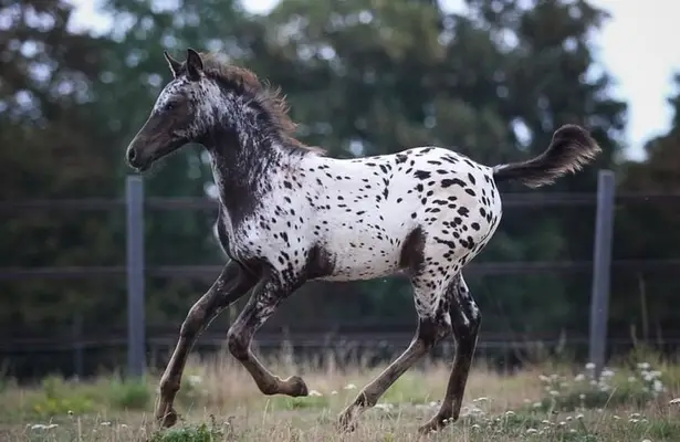 Tolles Araloosa Fohlen