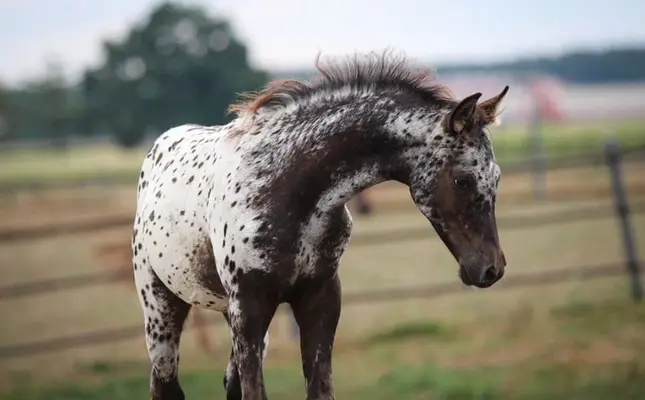 Tolles Araloosa Fohlen