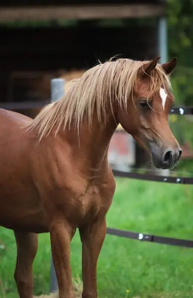 This sweet boy is still looking for a dream home