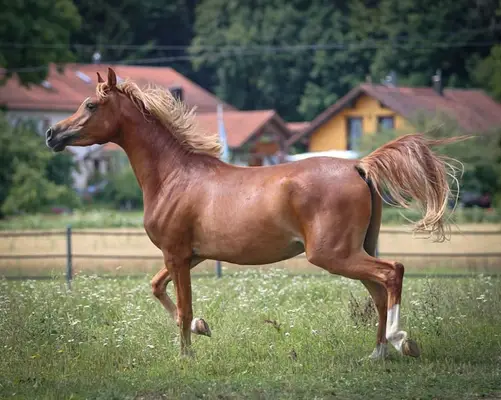 Dieser süßer Bub sucht noch einen Traumplatz