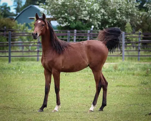Large-framed Purebred Arabian Gelding from our Small Breeding Operation
