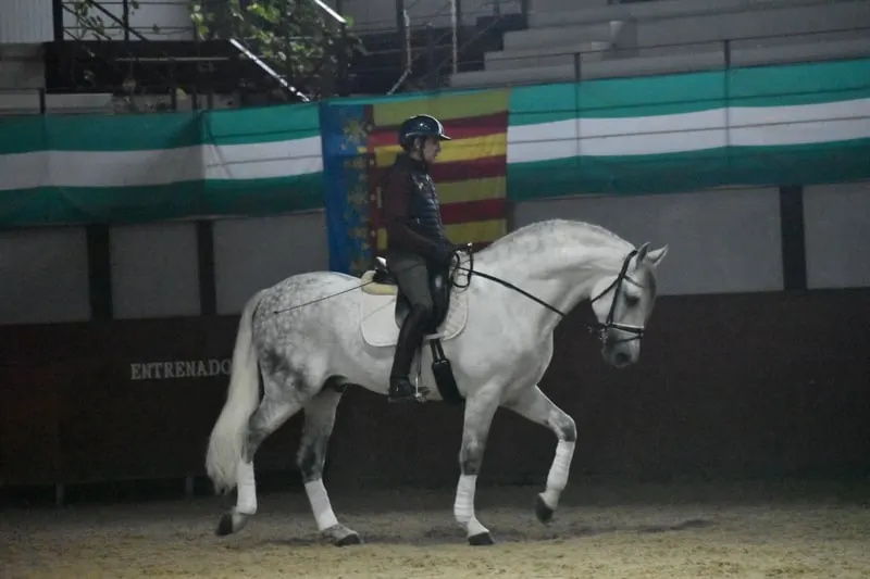 Pferd von Norte Lovera, außergewöhnliches Temperament und Qualität