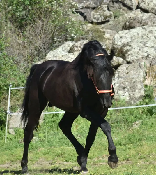 Spektakulärer PRE-Negro