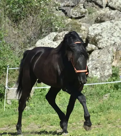 Впечатляющий PRE-Negro