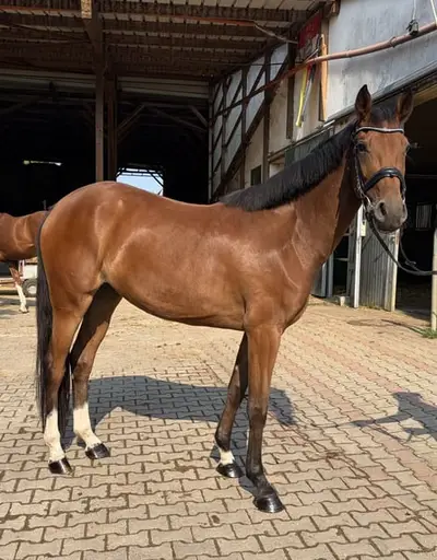 Jument Westphalienne de 3 ans connaissant le poids du cavalier