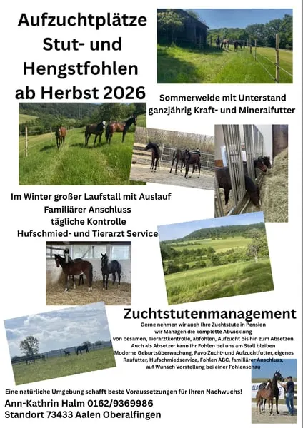 Aufzuchtplatz für Hengst- und Stutfohlen Absetzer ab Herbst 2026