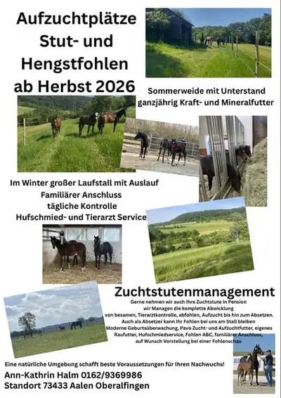 Aufzuchtplatz für Hengst- und Stutfohlen Absetzer ab Herbst 2026