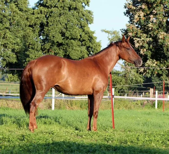 chestnut Quarter Horse Stute von Ifwhizswereguns