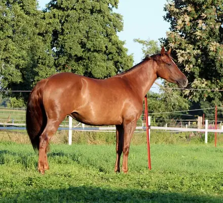 Chestnut Quarter Horse Mare by Ifwhizswereguns