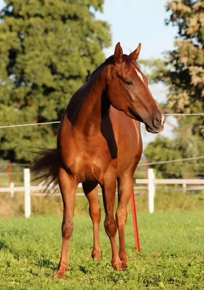chestnut Quarter Horse Stute von Ifwhizswereguns