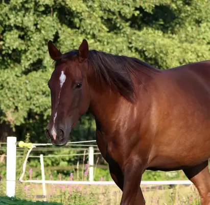 chestnut Quarter Horse Stute von Ifwhizswereguns