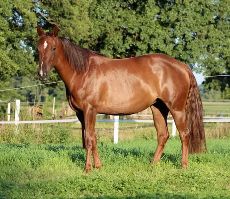 chestnut Quarter Horse Stute von Ifwhizswereguns