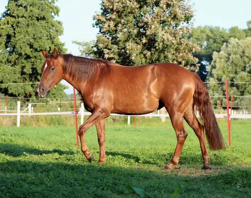 chestnut Quarter Horse Stute von Ifwhizswereguns