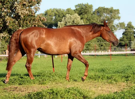 chestnut Quarter Horse Stute von Ifwhizswereguns