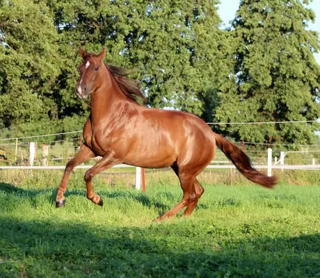 chestnut Quarter Horse Stute von Ifwhizswereguns