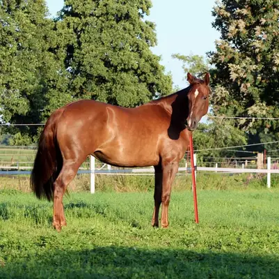 chestnut Quarter Horse Stute von Ifwhizswereguns