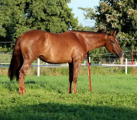 chestnut Quarter Horse Stute von Ifwhizswereguns