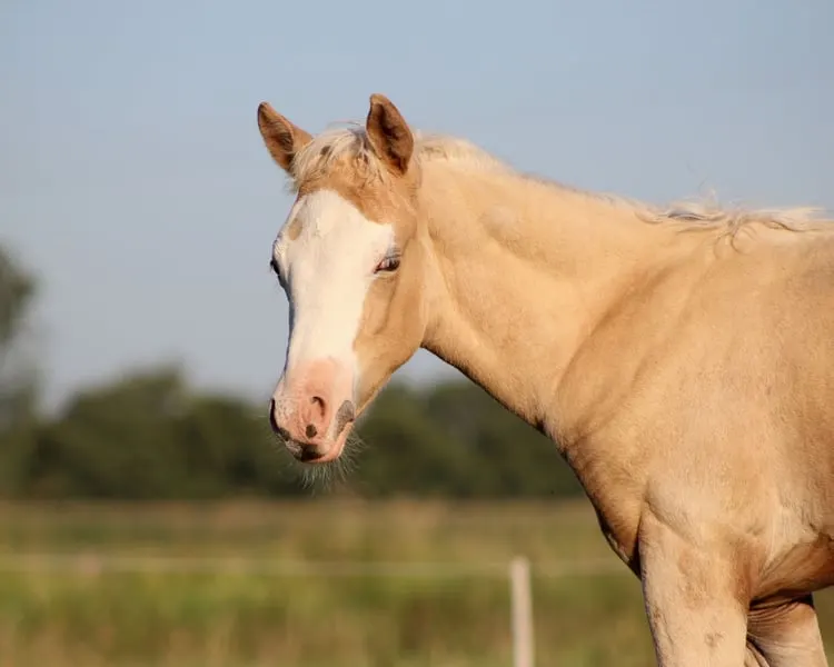palomino Quarter Horse Stute -Top Reining Bloodlines